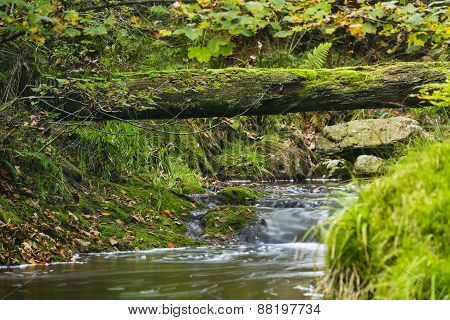 Autumn River And Fallen Tree