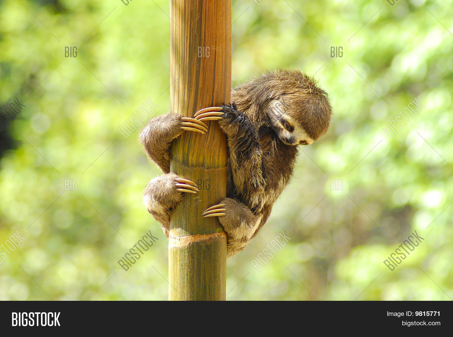 Baby Three Toed Sloth Image & Photo (Free Trial) | Bigstock