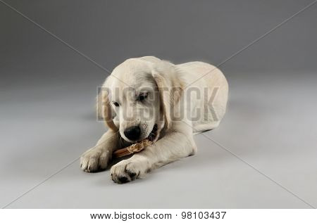 Labrador dog chewing bone on grey background
