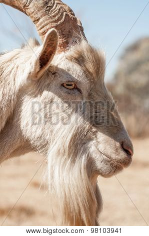Side View Portrait Of Saanen Goat