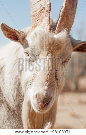 Up Close Portrait Of Saanen Goat