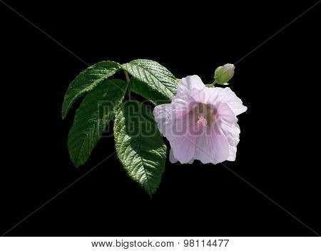 Rose mallow flower isolated on black