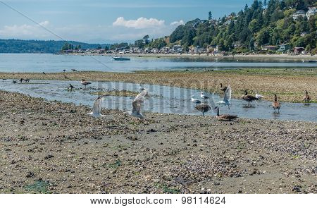 Birds And Three Tree Point 2