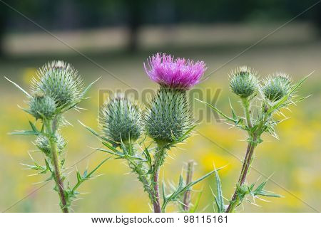 Blooming purple thistle in nature