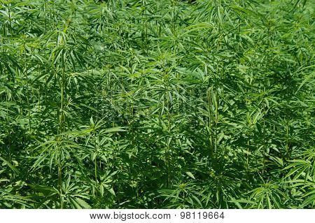 Marijuana background - Hennep or Cannabis (Cannabis sativa)