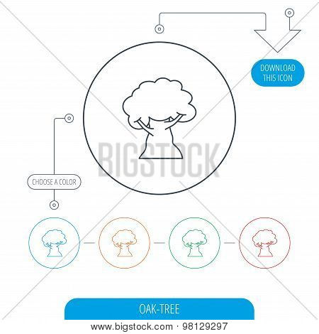 Oak tree icon. Forest wood sign.