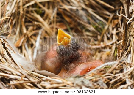 Two Chicks In The Nest