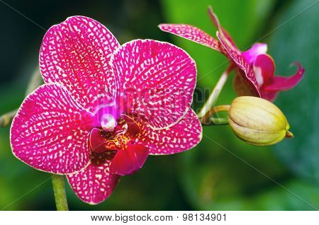 Beautiful Pink Orchid Vanda