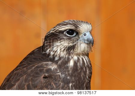 Saker falcon (Falco cherrug). Wild life animal. 