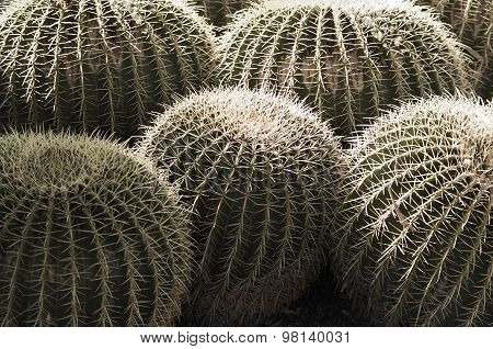 Cactus Garden