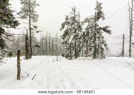 Winter Forest
