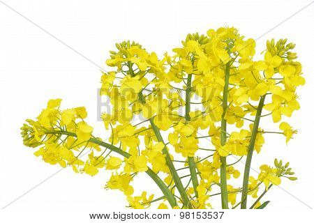 Flower of a rapeseed
