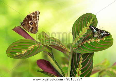 Maranta tricolor with butterflies