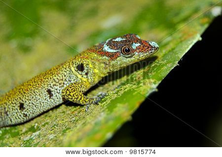Bridled skov gecko