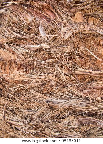 Background, Bark Date Palm