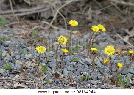 Coltsfoot (Tussilago farfara)