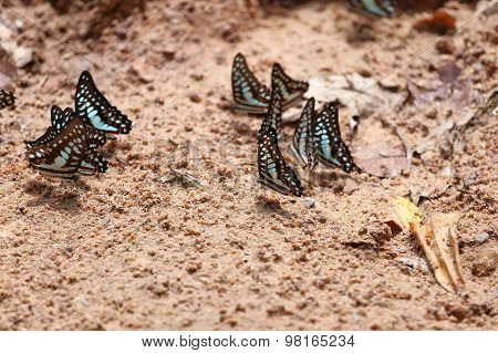 Group Of The Common Jay Butterfly