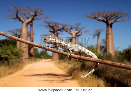 Kamæleon og baobabs