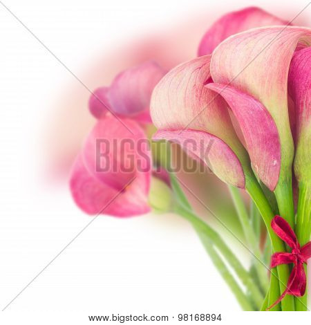 Calla lilly