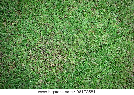 Greensward Field Background