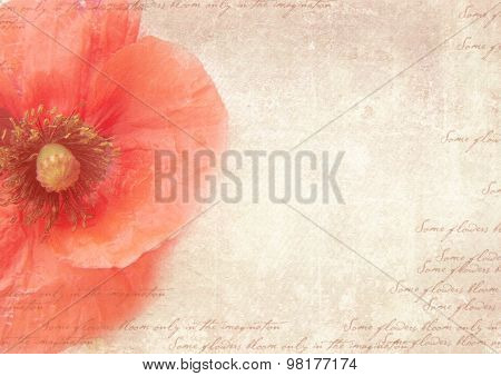 Vintage Postcard Template With Poppy Flower On Shabby Paper.