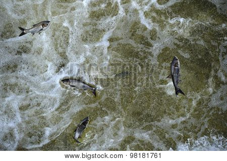 Invasive Asian carp in the tailwaters of Bagnell Dam on the Osage River that makes the lake of the Ozarks