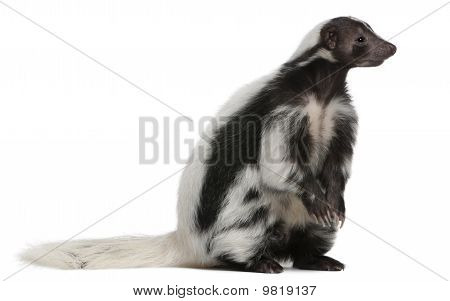 Gestreepte Skunk, Mephitis Mephitis, 5 jaar oud, zit op witte achtergrond