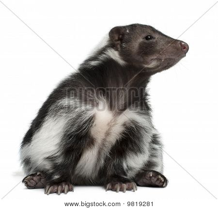 Gestreepte Skunk, Mephitis Mephitis, 5 jaar oud, zit op witte achtergrond