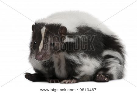 Gestreepte Skunk, Mephitis Mephitis, 5 jaar oud, liggen voor witte achtergrond