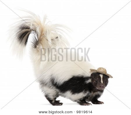 Gestreepte Skunk, Mephitis Mephitis, 5 jaar oud, het dragen van een hoed voor witte achtergrond