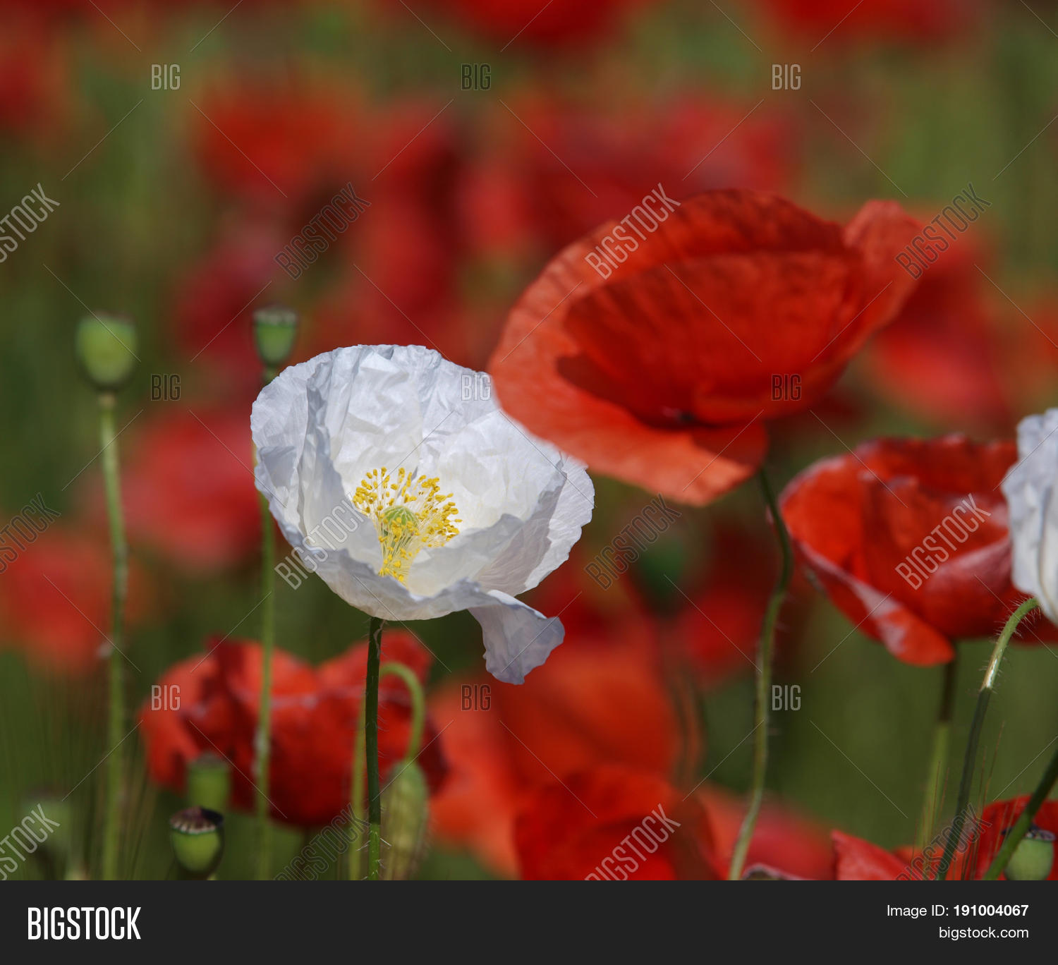 Image Preview