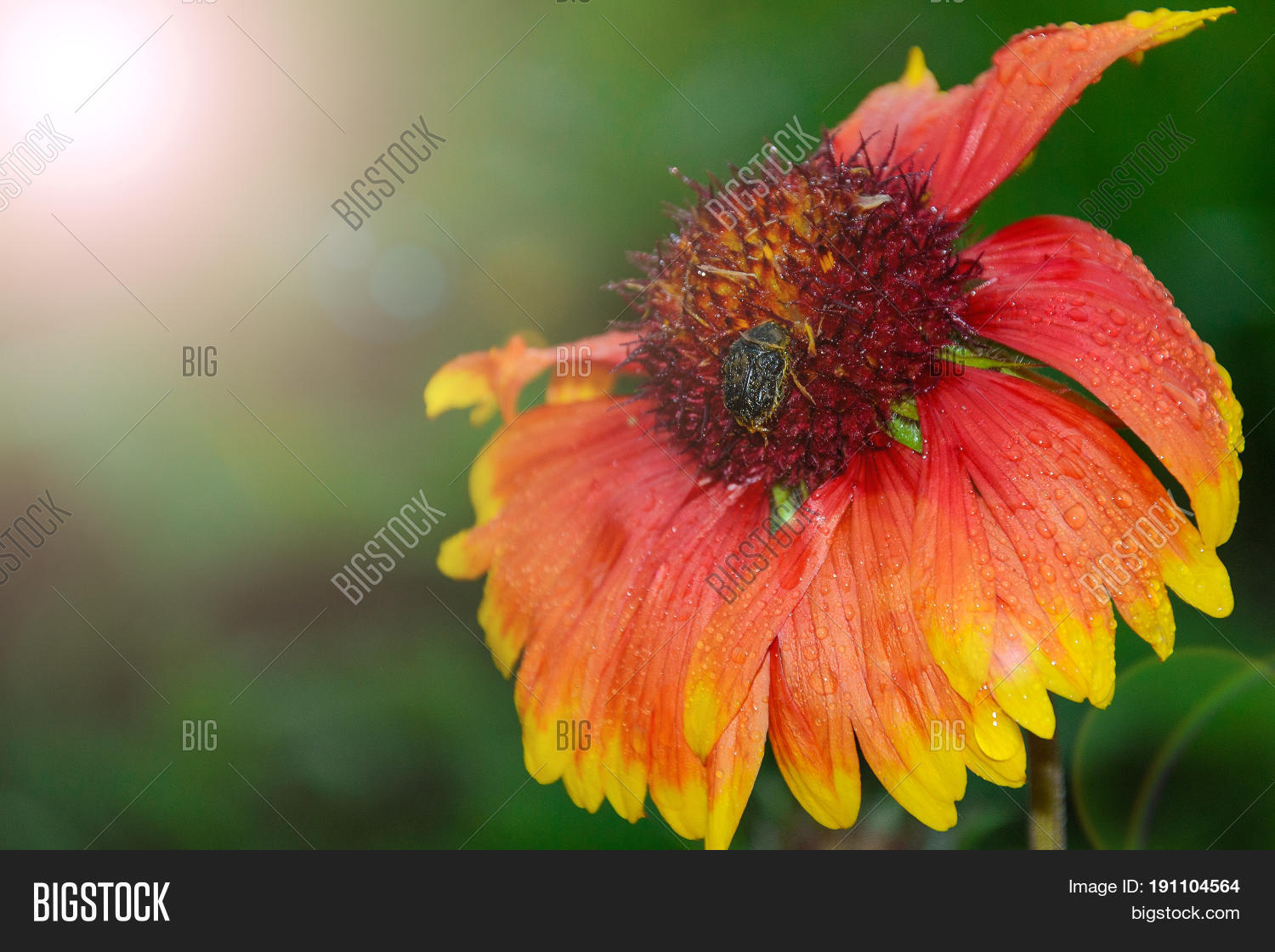 Image Preview