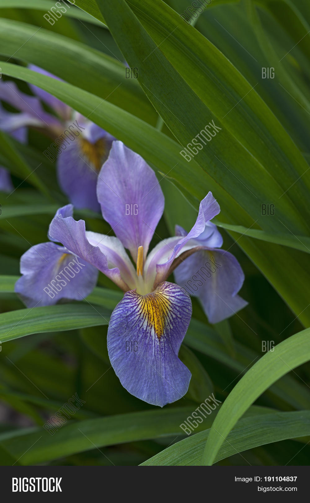 Image Preview