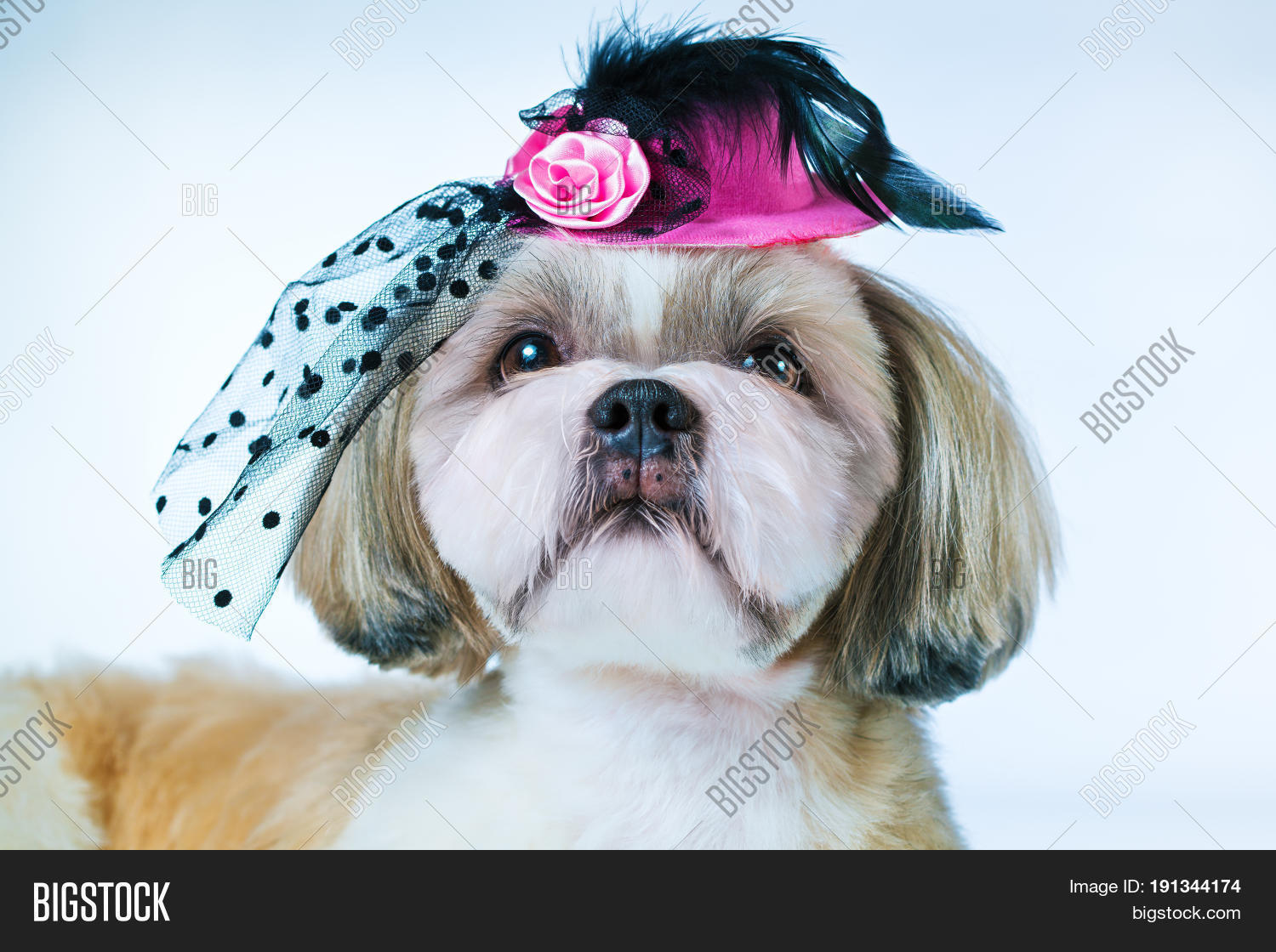 shih tzu hat