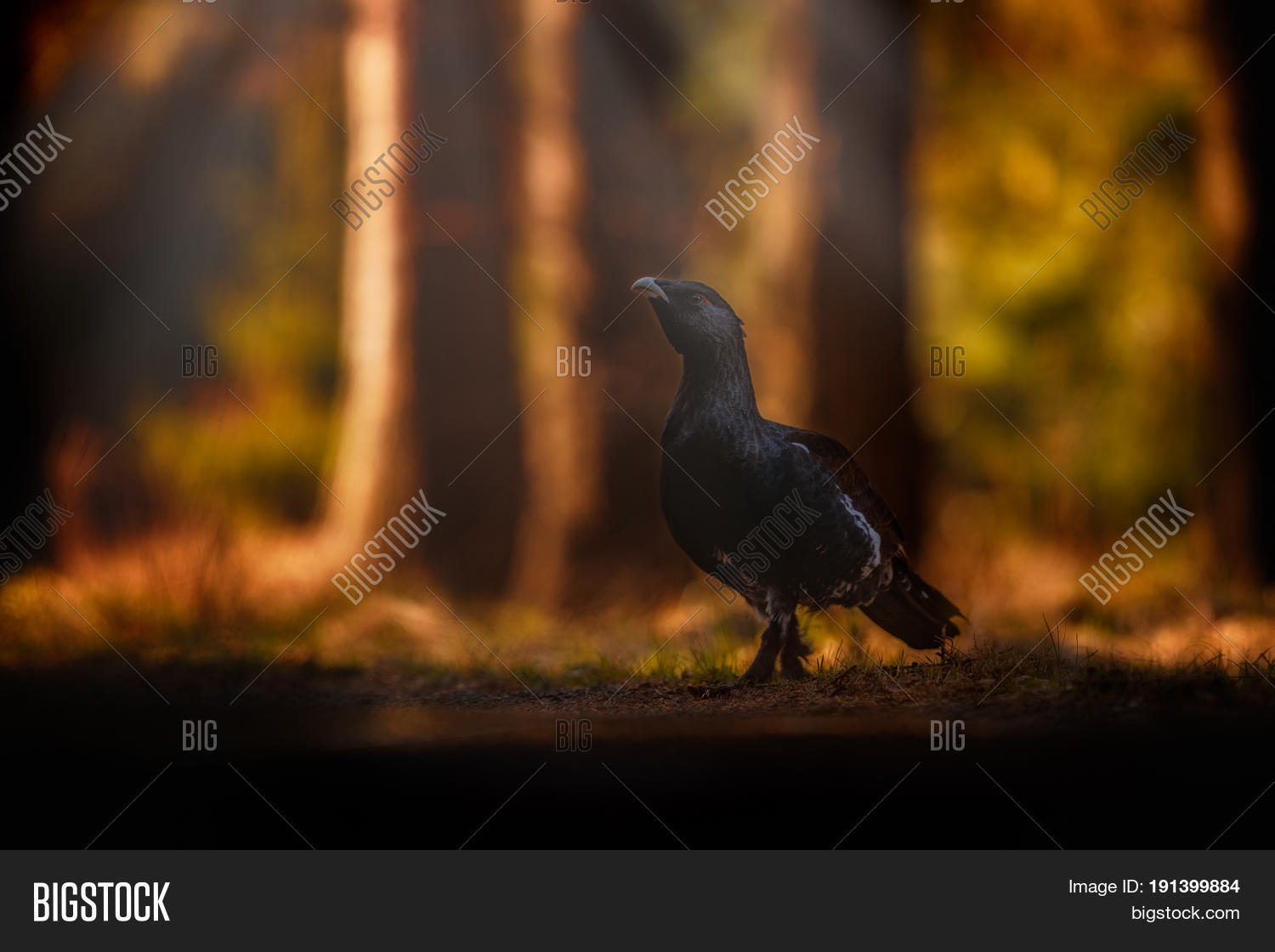 Image Preview