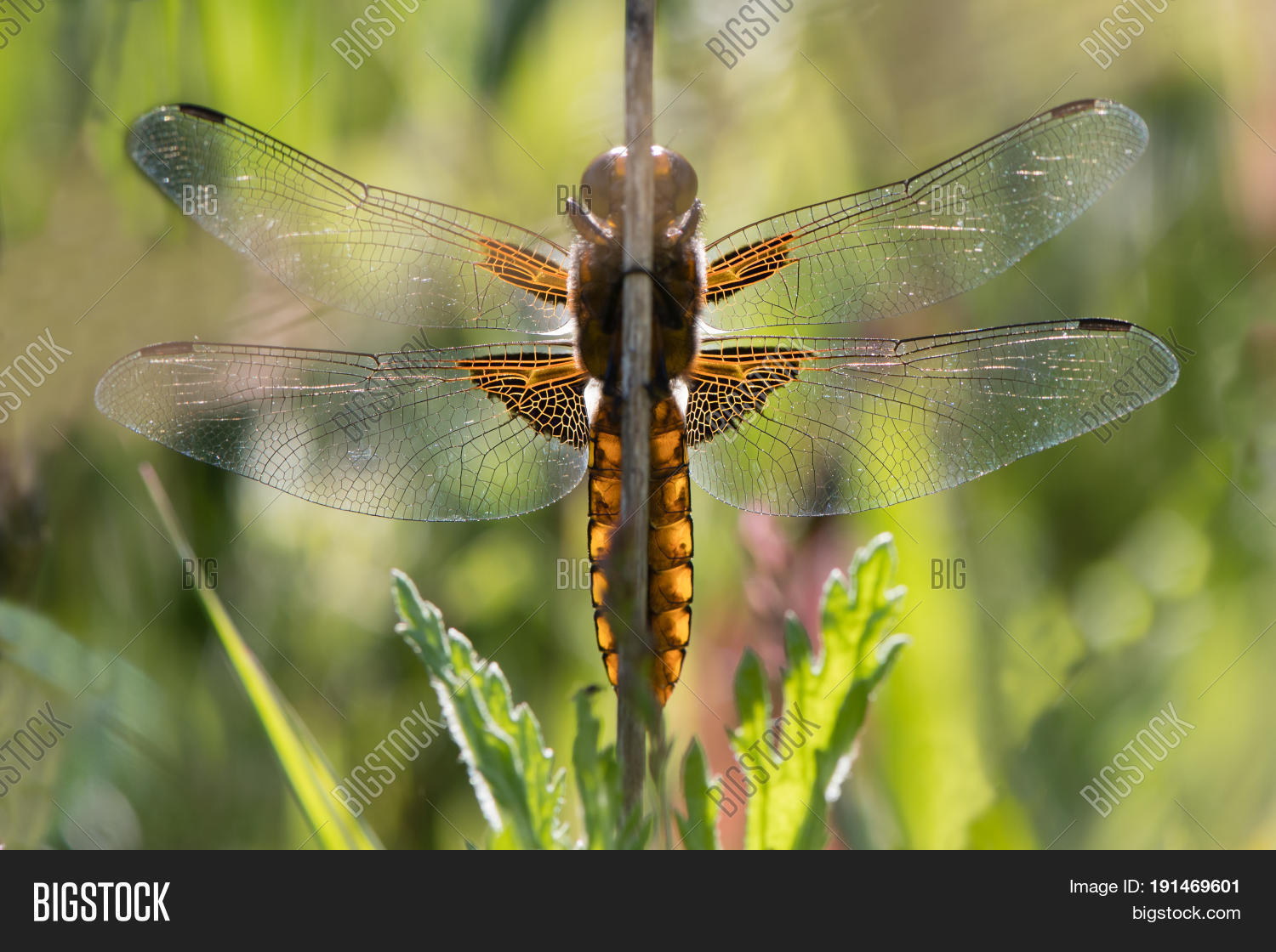 Image Preview