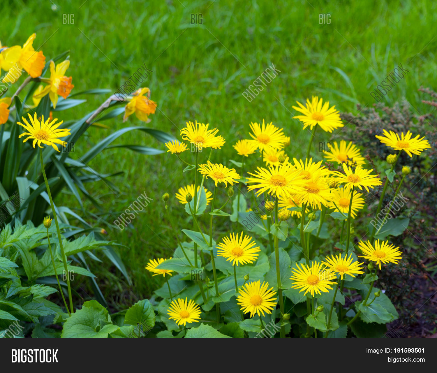 Image Preview