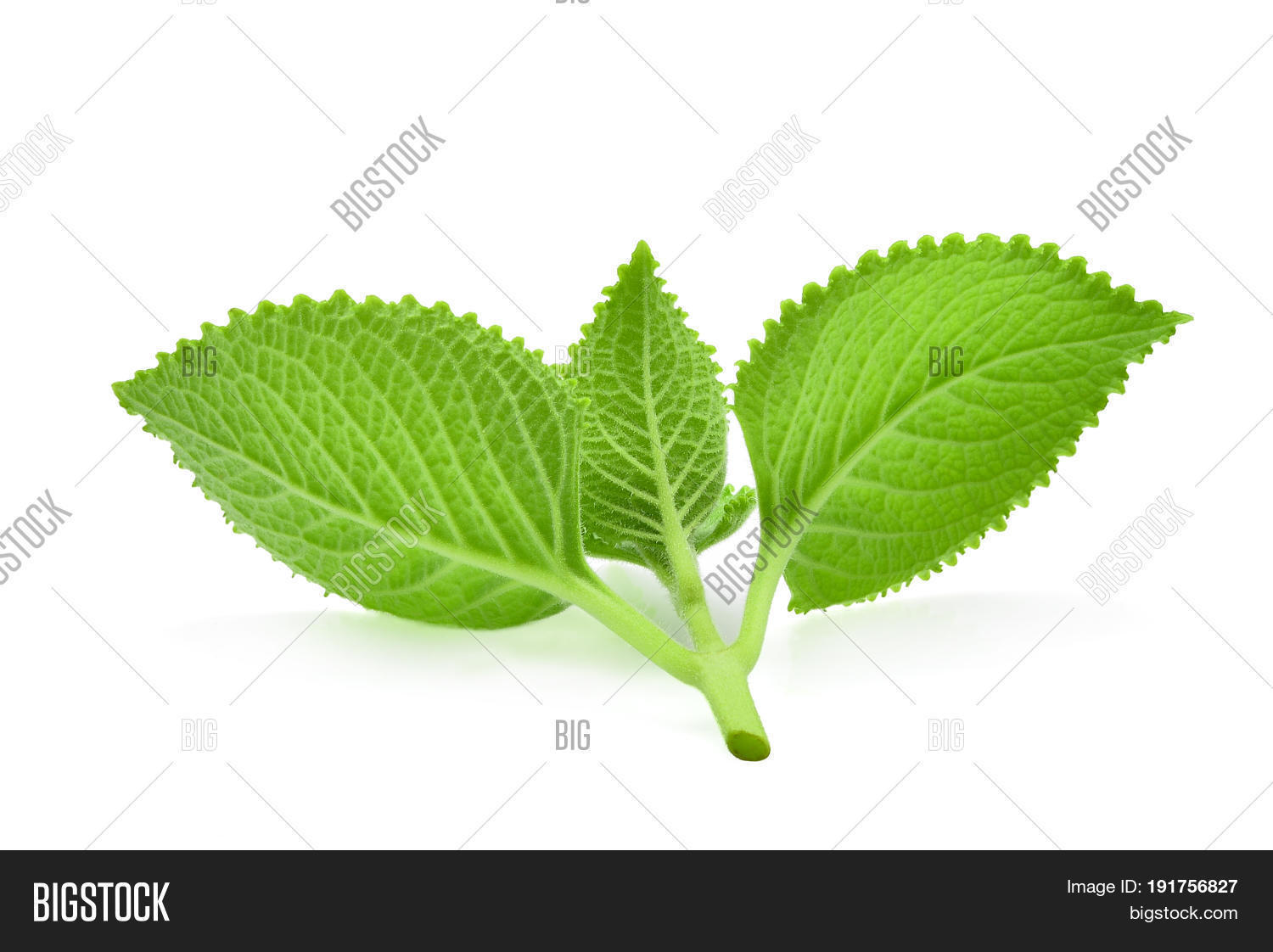 Image Preview