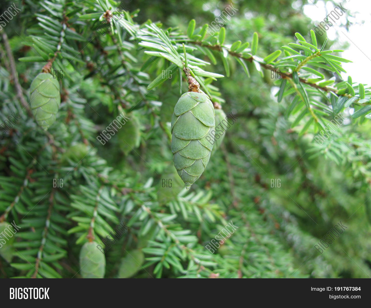 Image Preview