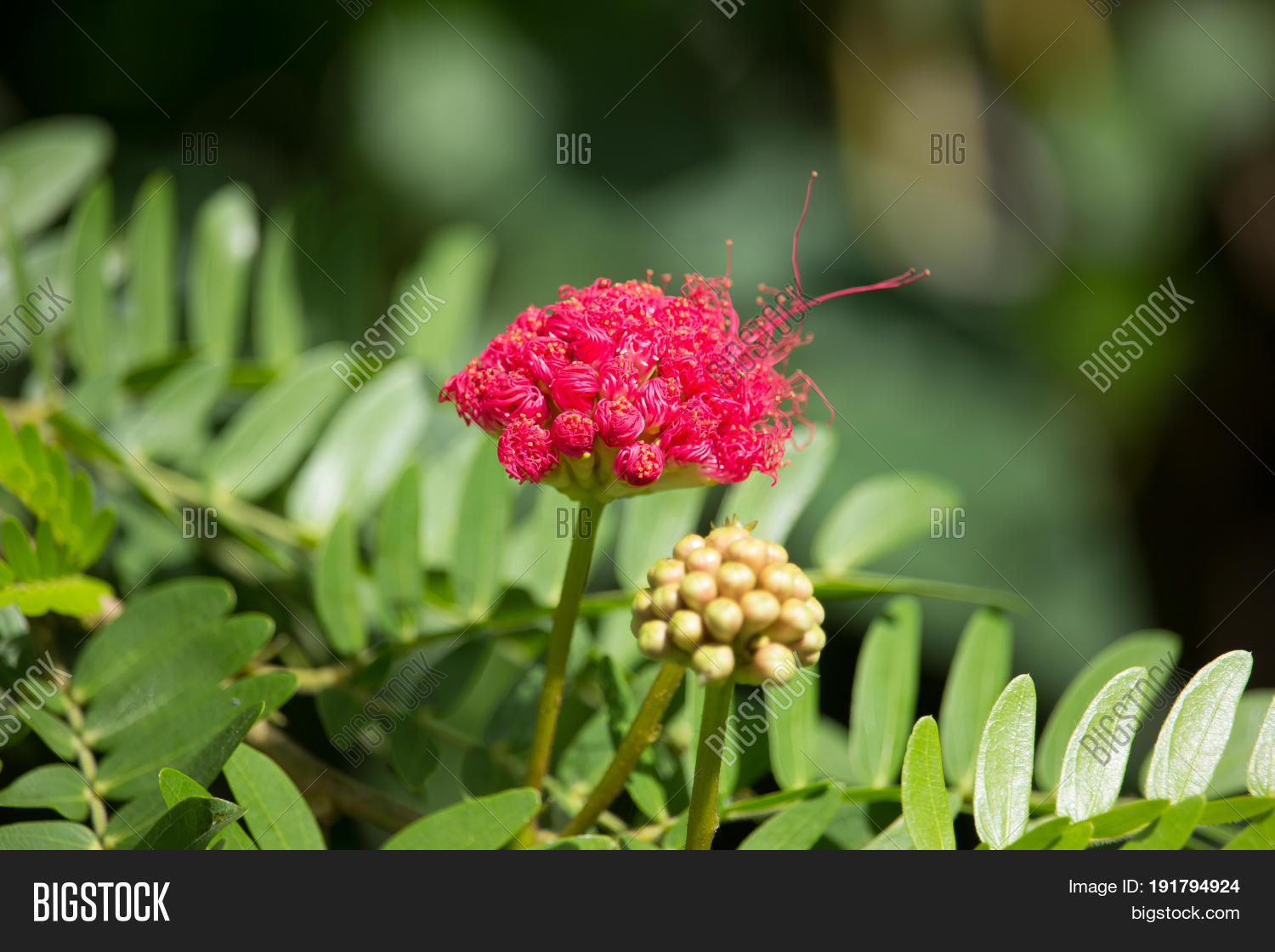 Pink Flower Powder Image & Photo (Free Trial) Bigstock
