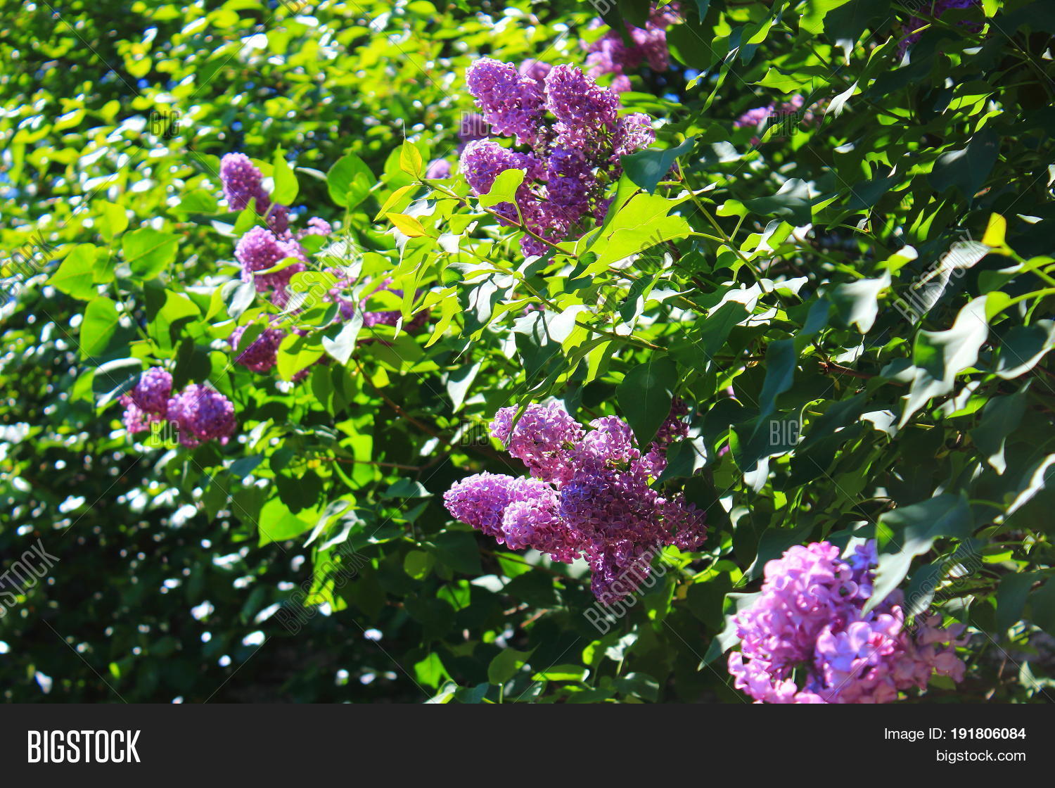 Image Preview