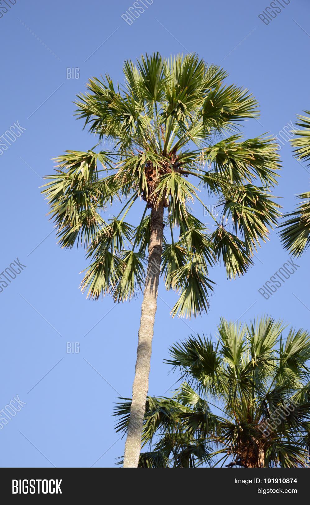 Close Areca Catechu Image & Photo (Free Trial) | Bigstock