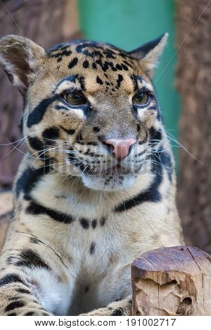 Clouded leopard close up portrait Neofelis nebulosa. Wildlife animal.