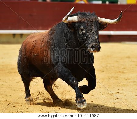 bull spanish in bullring with big horns