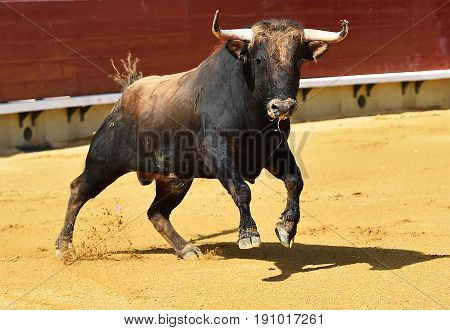 bull in spain with big horns in bulring