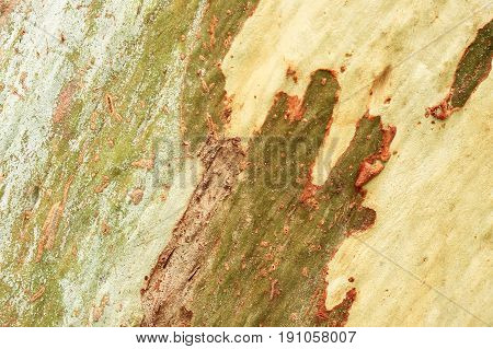 detail Eucalyptus texture background closeup in forest