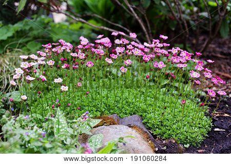 Herbaceous perennial Saxifraga arendsii pink flowers on green foliage in the garden. Selective focus.
