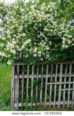 Jasmine white flowers and green leaves on bush in full blossom behind wooden fence floral background. Beautiful jasmin flowers in bloom