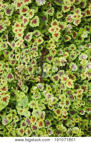 fresh green Solenostemon scutellarioides plant in nature garden
