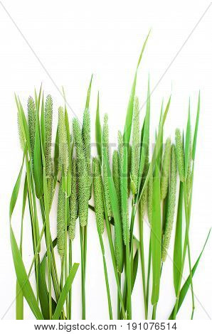 Green Grass Timothy-grass On A White Background